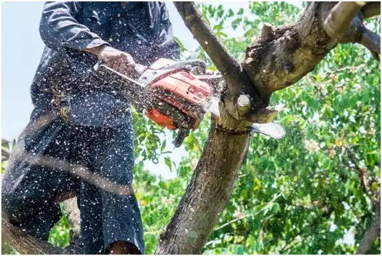 tree services Broad Top City